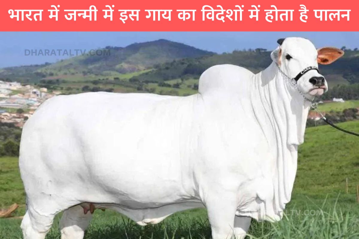 This cow of Indian breed is worth crores