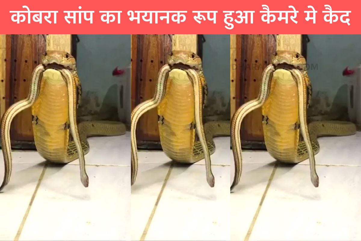 Terrible form of cobra snake captured on camera