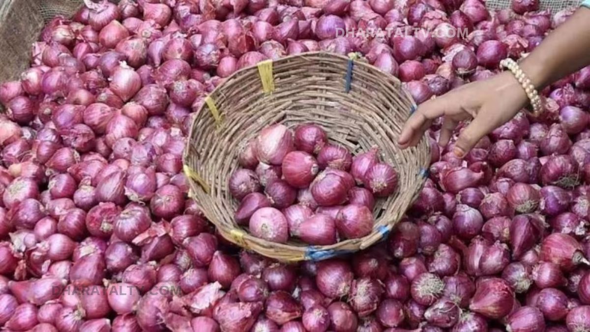 Onion Price Today