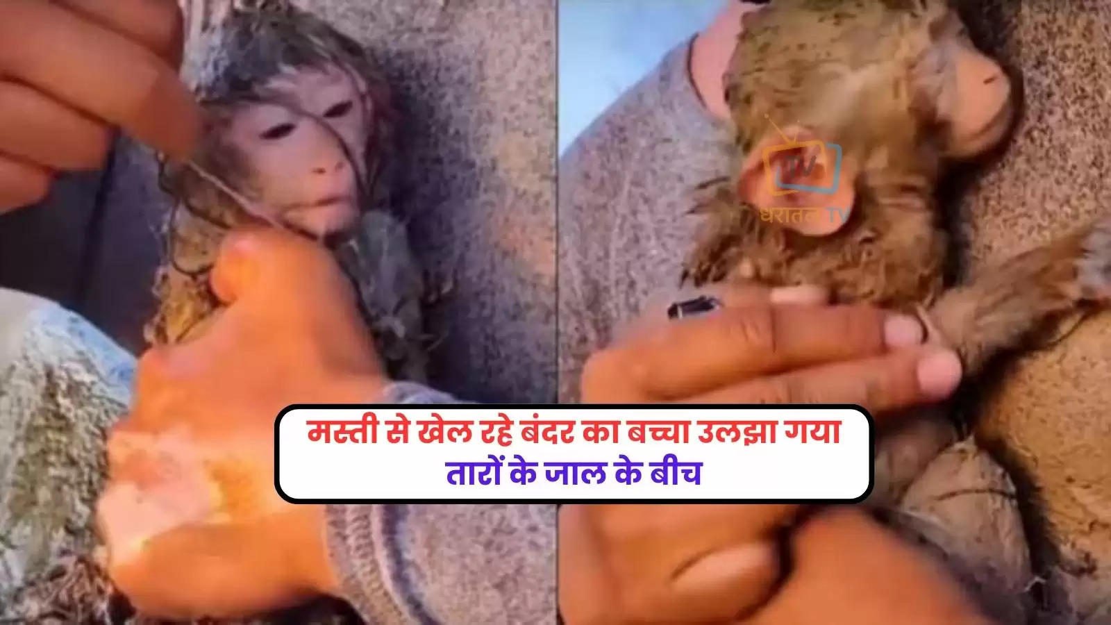man-freeing-baby-monkey-entangled-in-wires-and-string-adorable-video-goes-viral-on-social-media