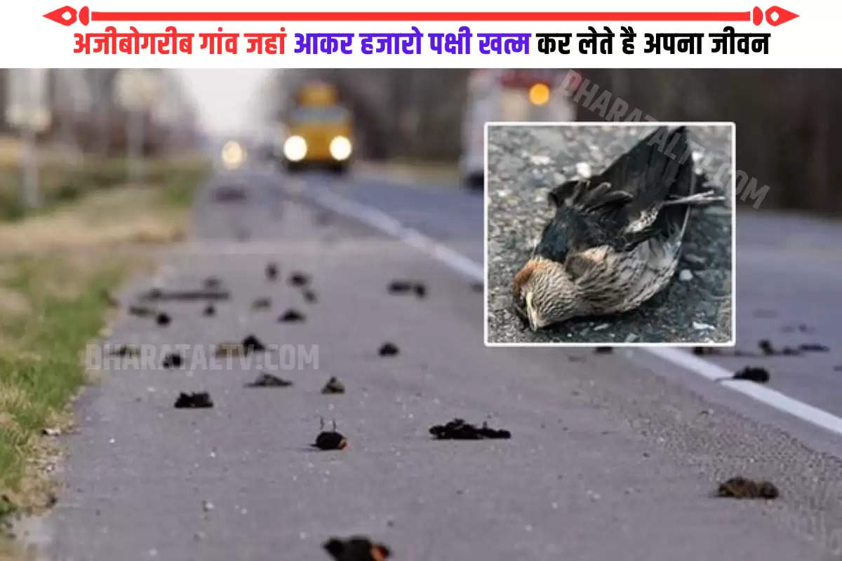 assam-jatinga-village-where-hundreds-of-birds-commit-suicide-together-suicide-point-of-birds-india