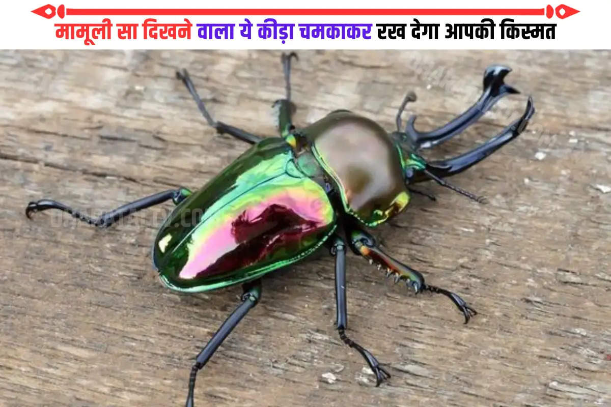 most-expensive-insect-stag-beetle-74-lakh-rupees.