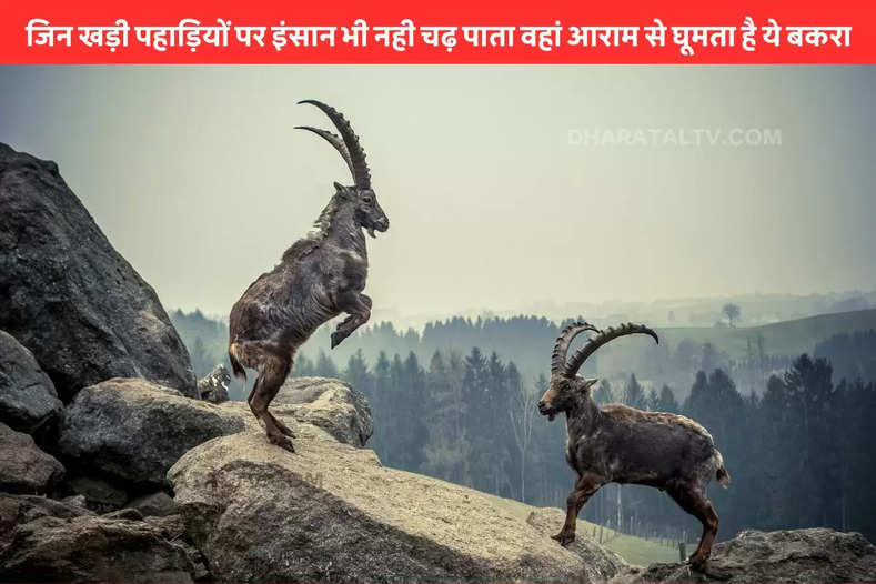 himalayan ibex wild goat lives in mountains