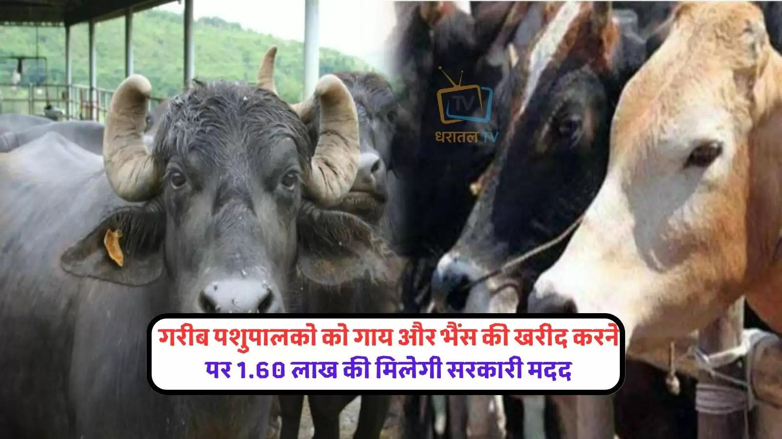 madhya-pradesh-chhattisgarh/mp/pashu-kisan-credit-card-yojana-government-is-giving-loan-for-animal-husbandry-kn