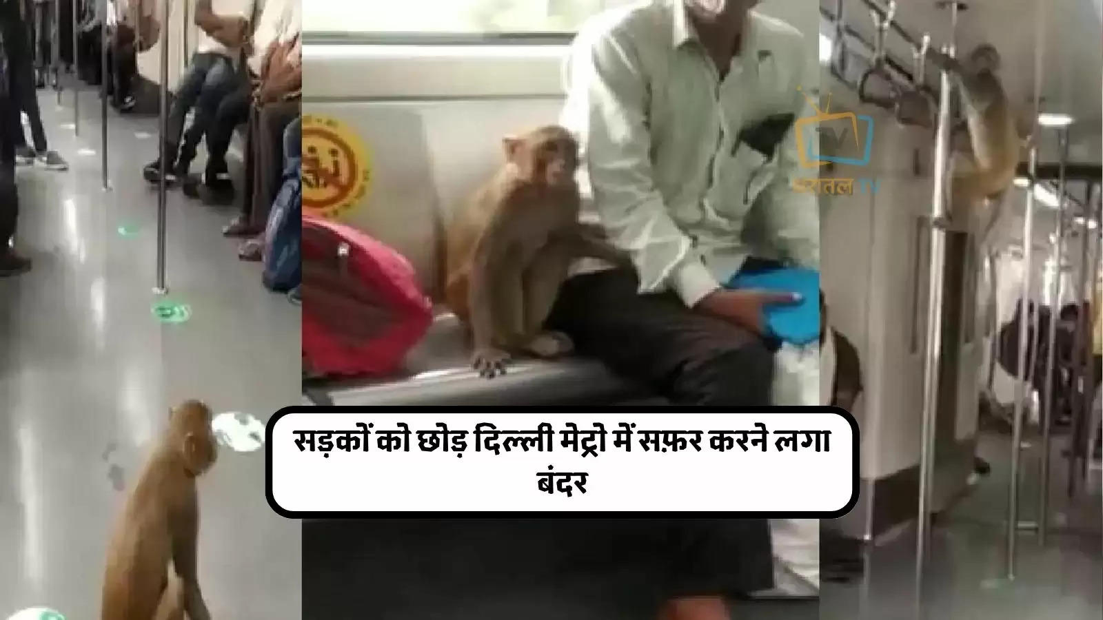 elhi-metro-me-bandar-monkey-ride-in-delhi-metro-see-peoples-reaction-in-viral-vide