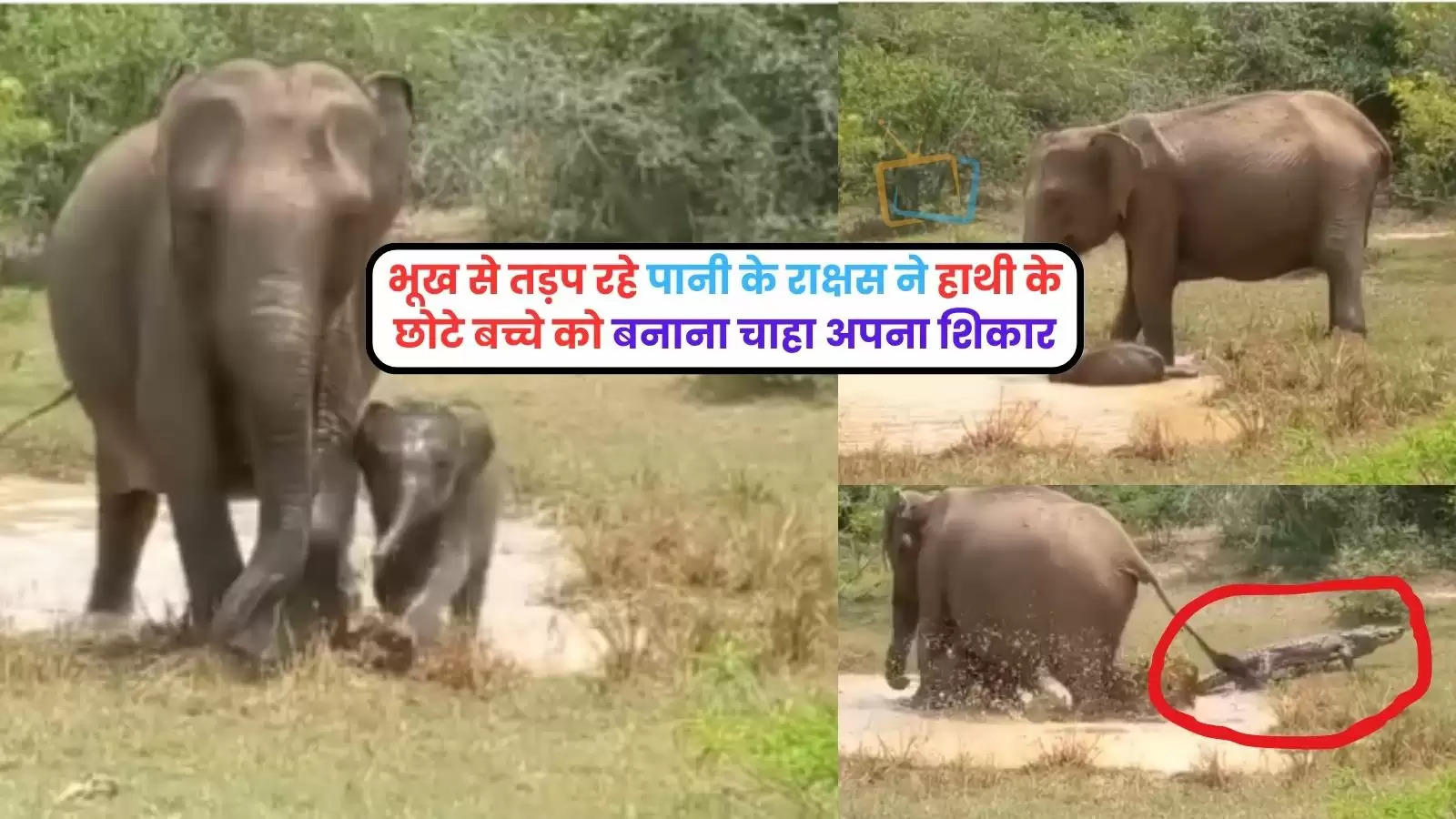 mumma-elephants-fight-with-crocodile-to-protect-calf-watch-jungle-viral-video