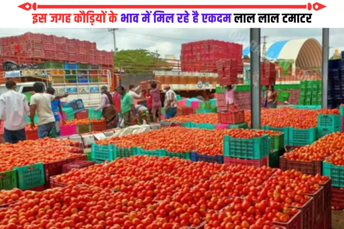 tomato-price-today-tomatoes-are-available-at-the-price-of