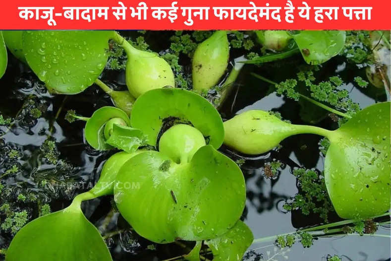Medicinal benefits of water hyacinth