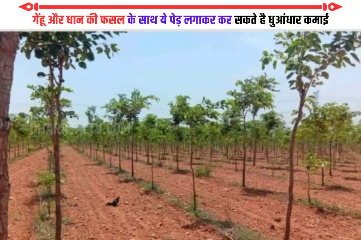 these-trees-are-grown-along-with-wheat-and-paddy-crops-planting-100-trees-will-bring-crores-of-rupees-directly-into-your-pocket