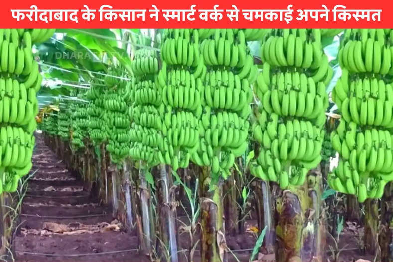 banana and papaya farming