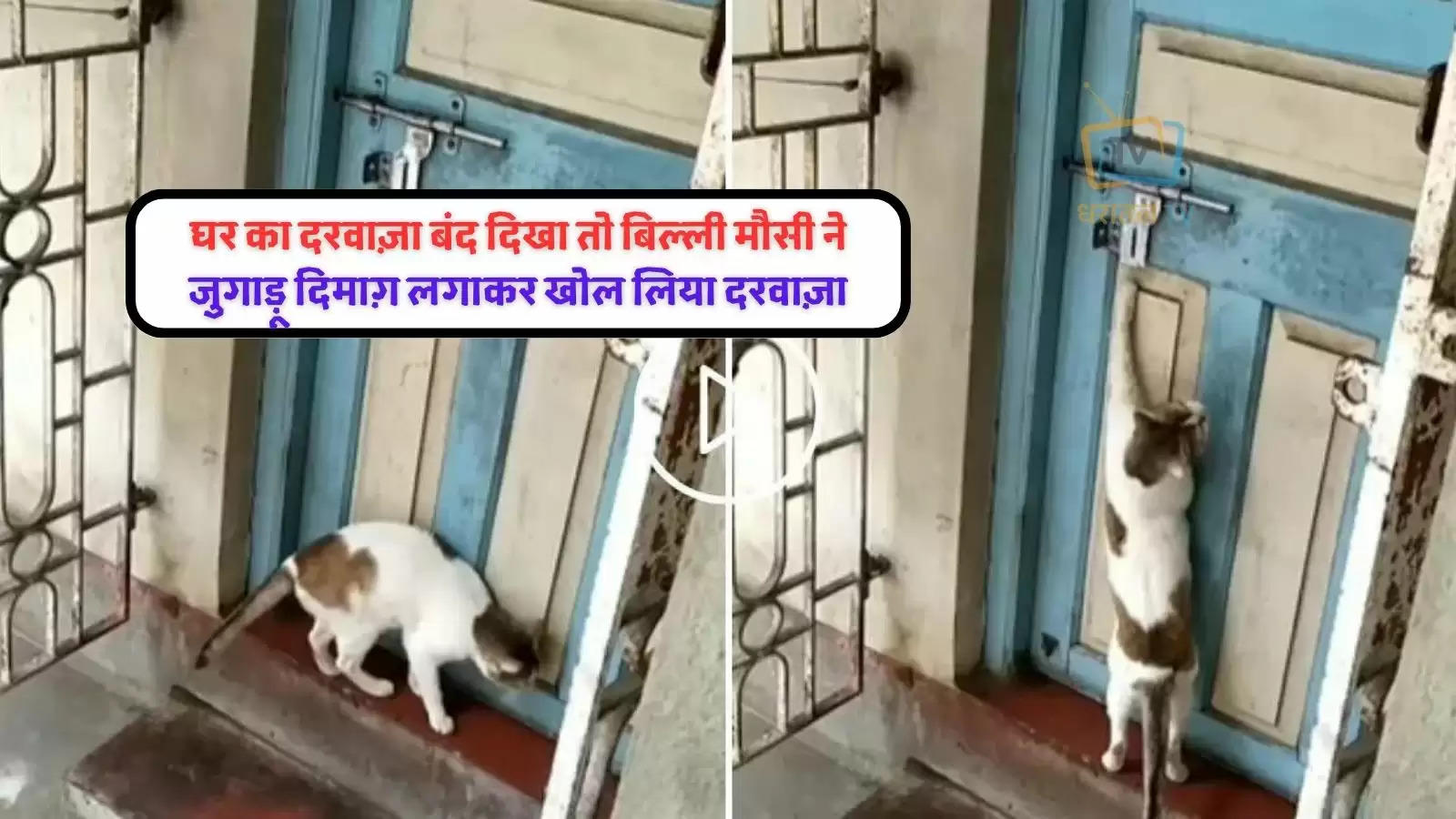 cat-knocking-door-cute-video-goes-viral-on-internet-see-how-users-reac