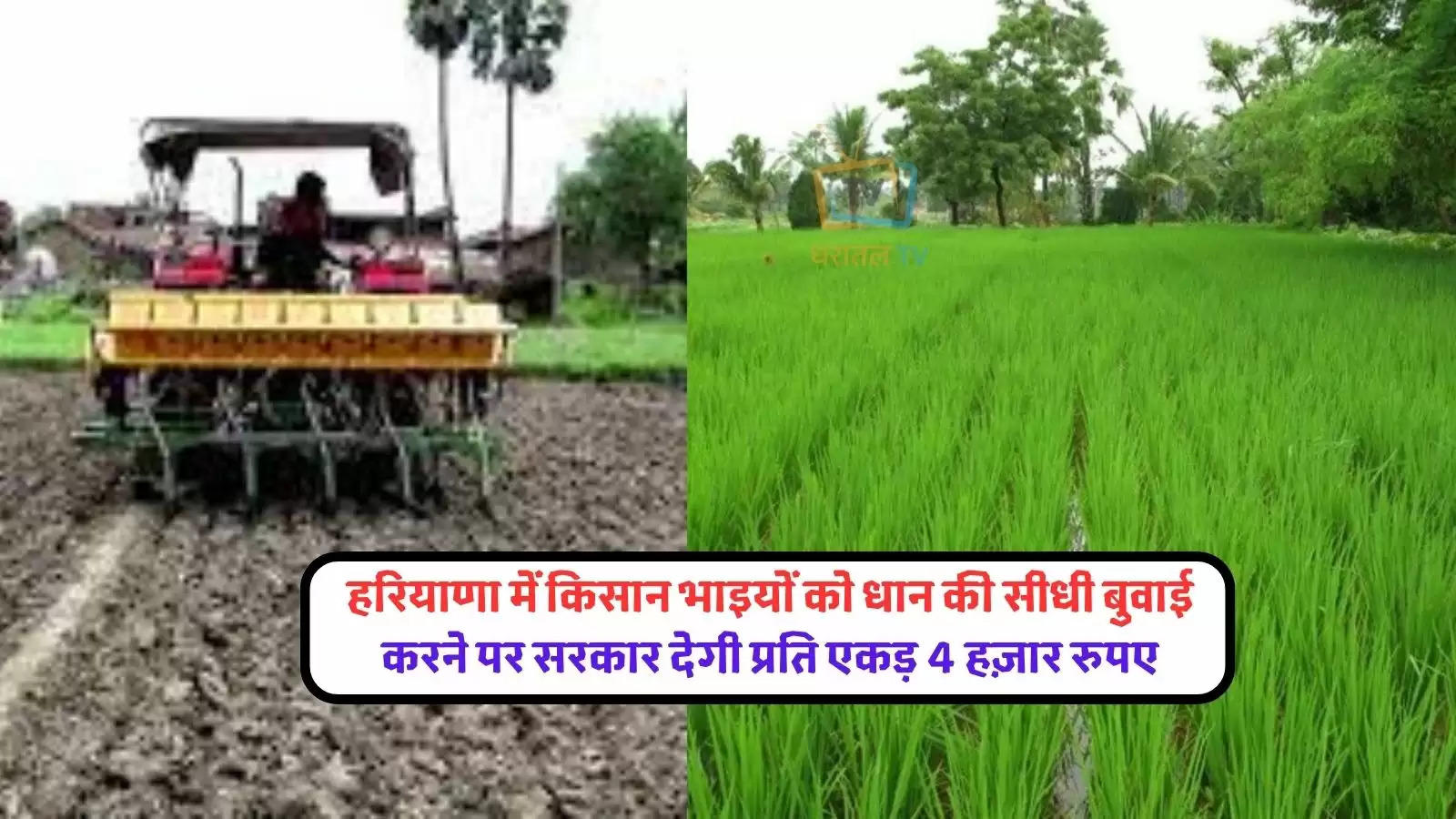direct-sowing-of-paddy-in-haryana-will-get-4-thousand-rupees-per-acre