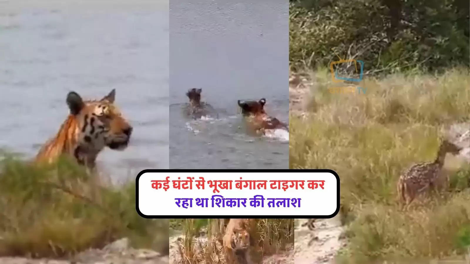 tiger-ke-hamle-ka-video-tiger-aur-hiran-ka-video-royal-bengal-tiger-chasing-a-deer-watch-how-luckiest-d