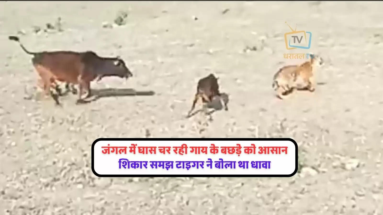 sher-cow-attack-video-gau-mata-saved-his-calf-from-tiger-attack-ifs-tweet-shocking-video