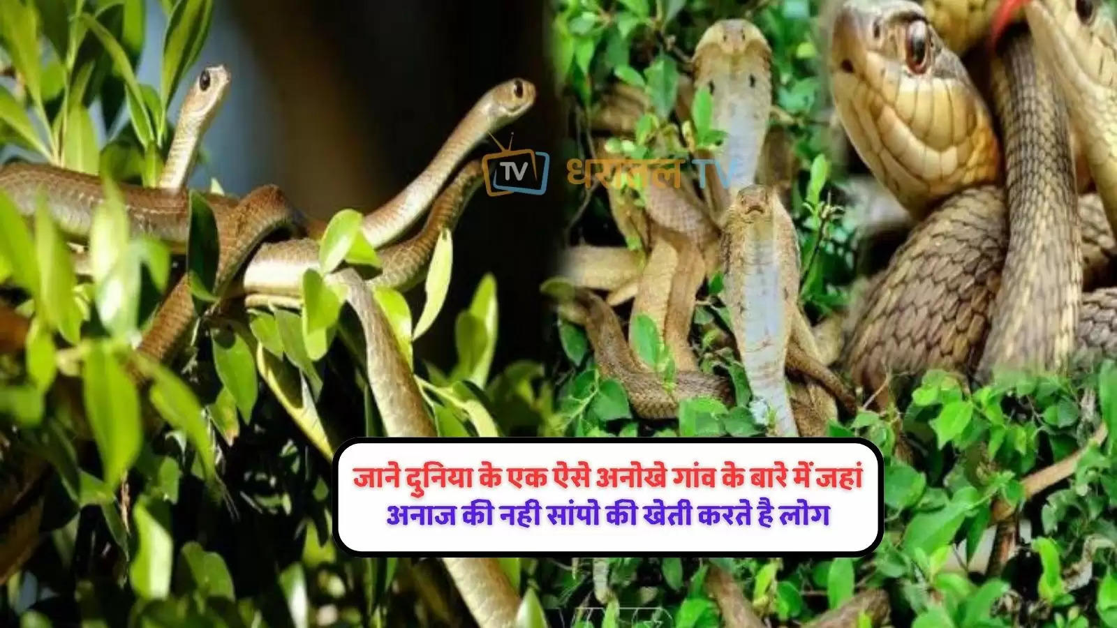 this-is-the-worlds-most-unique-village-where-poisonous-snakes-are-cultivated-instead-of-grains