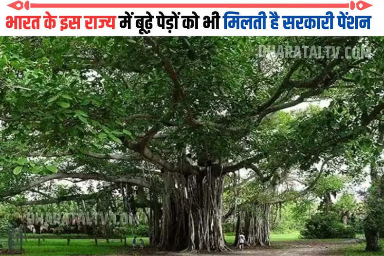 भारत के इस राज्य में बूढ़े पेड़ों को भी मिलती है सरकारी पेंशन
