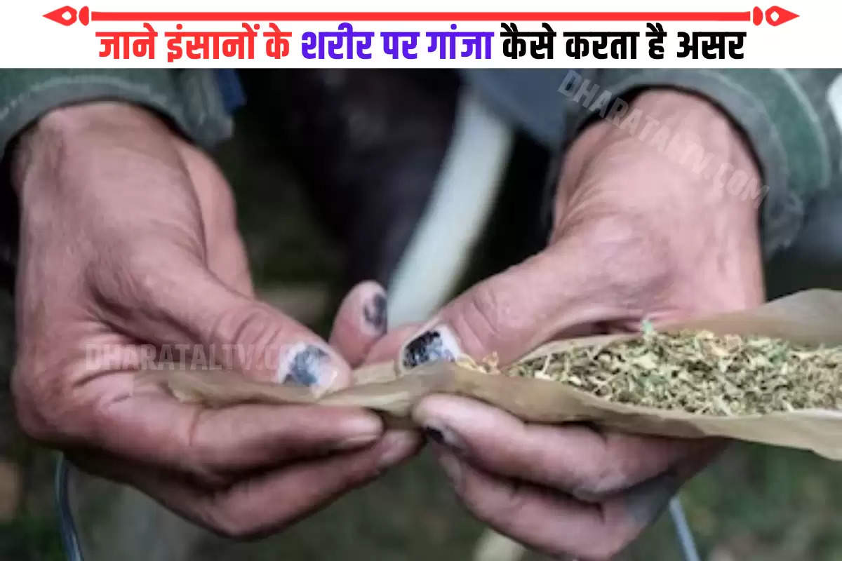 kedarnath-donkey-viral-video-know-how-does-weed-or-cannabis-effects-on-mind