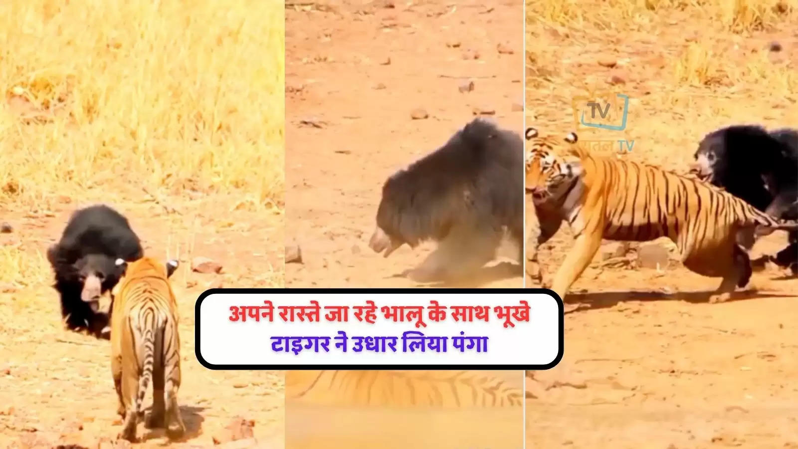 fight-between-bear-and-tiger-see-who-will-win-this-fight