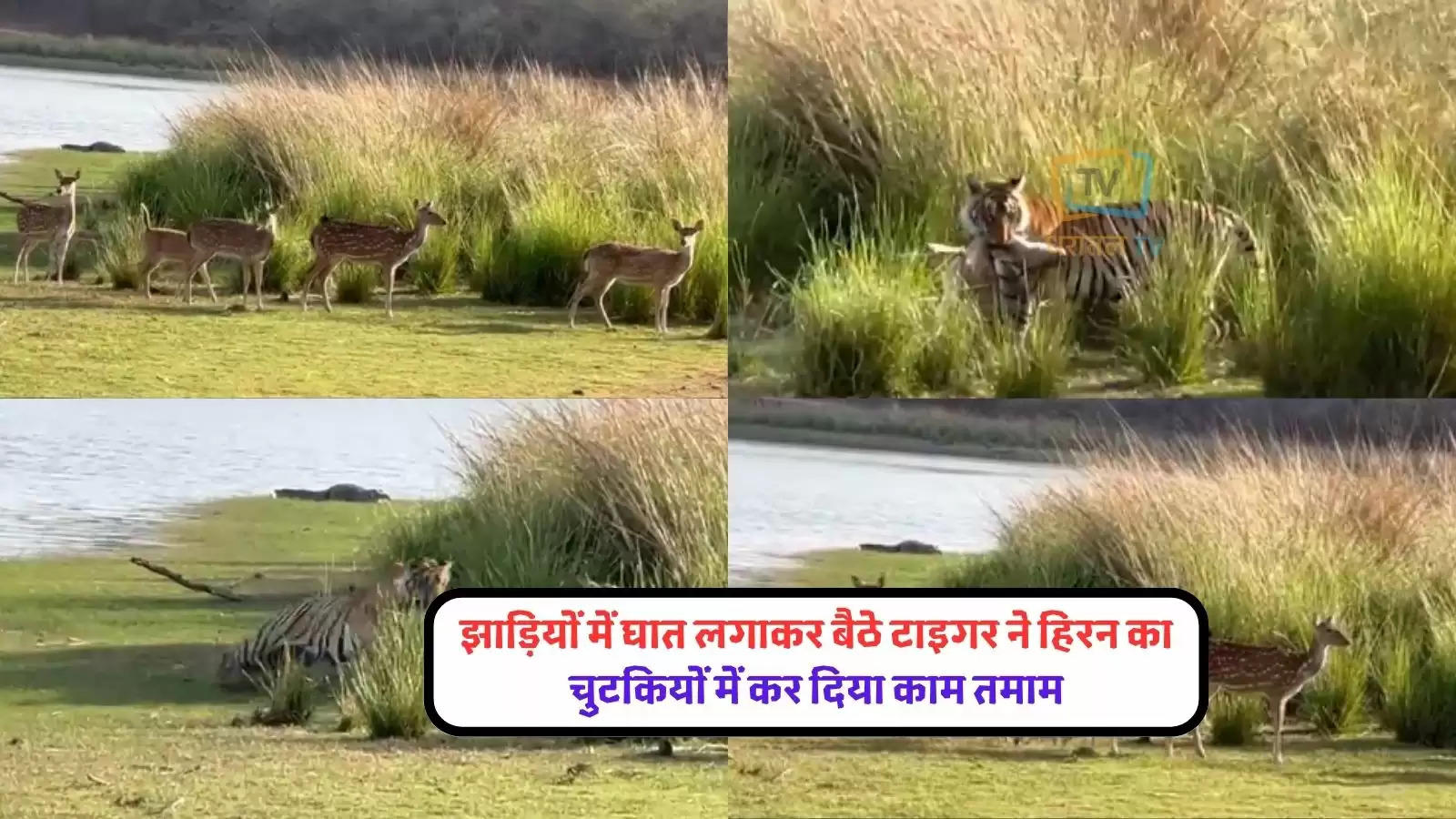 tiger-hiran-ka-video-tiger-attack-and-kill-deer-watch-jungle-safari-video-ifs-says-bushes-an