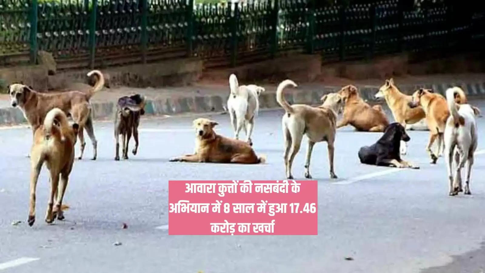 Haryana Sterilising Dogs