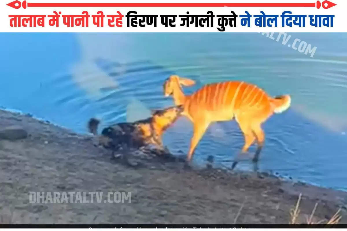 तालाब में पानी पी रहे हिरण पर जंगली कुत्ते ने बोल दिया धावा
