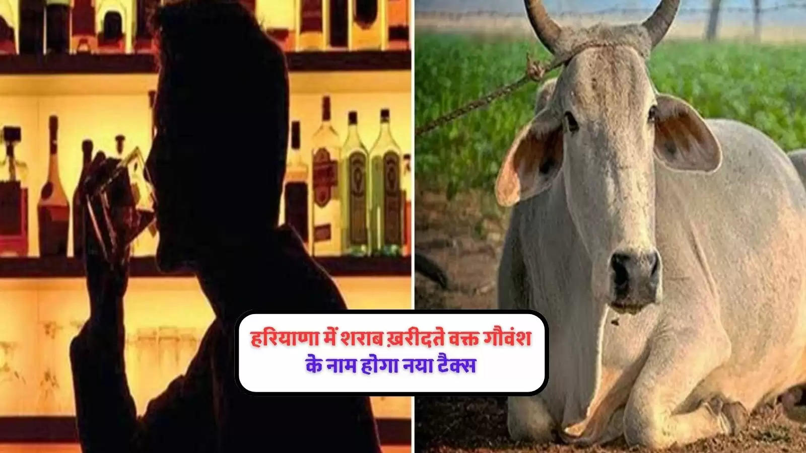 cow-cess-on-liquor-in-haryana