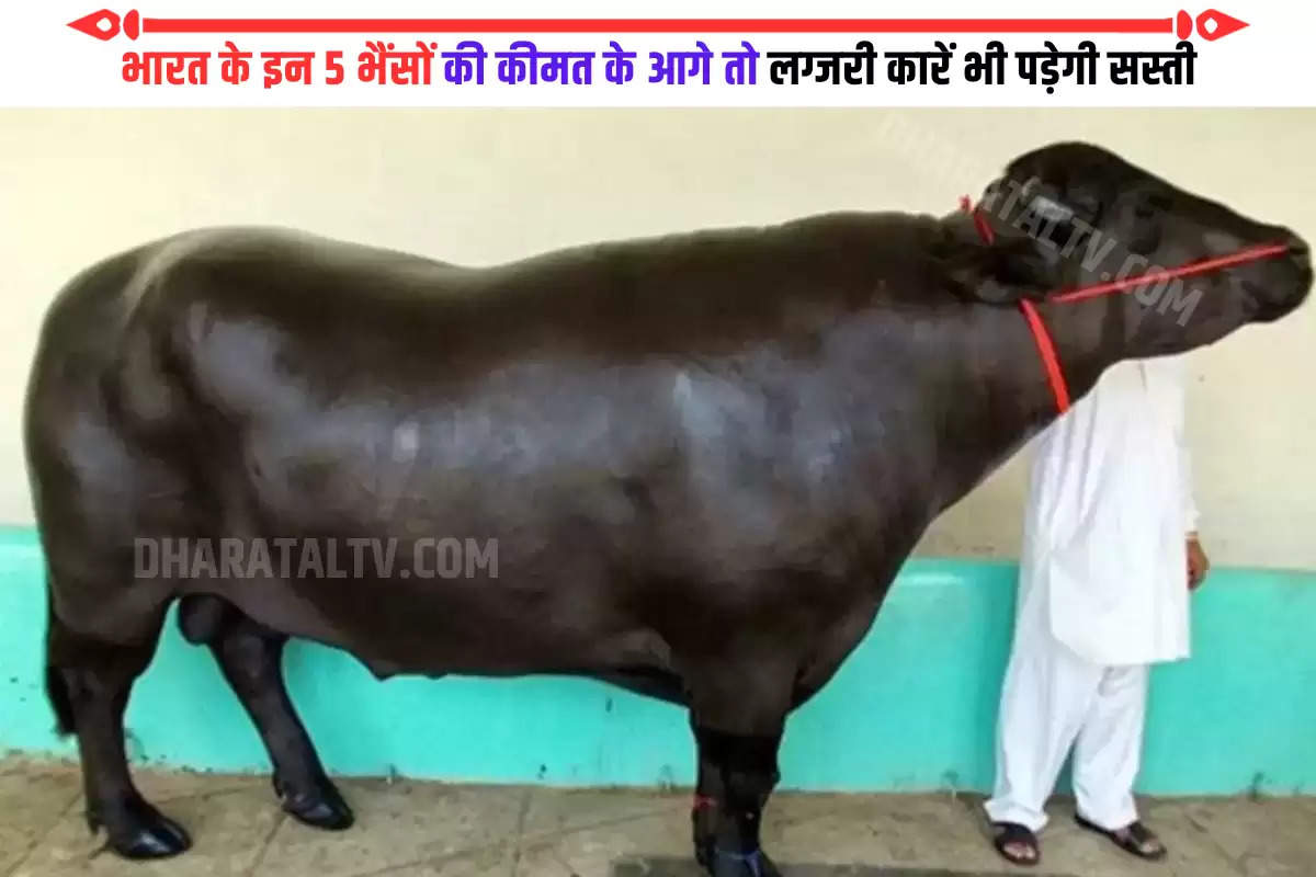 most-expensive-bulls-5-buffaloes-in-india-whose-price-is