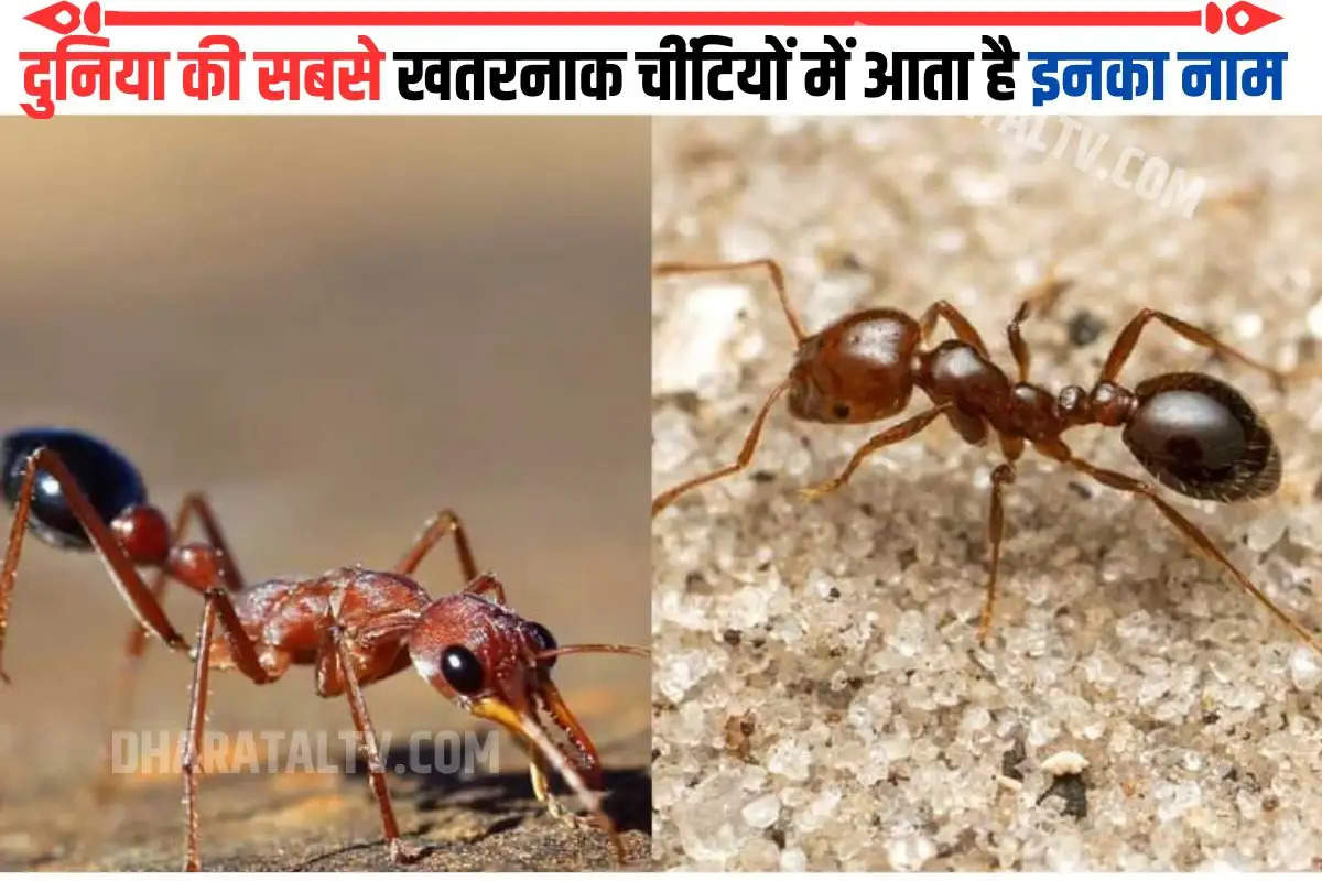 दुनिया की सबसे खतरनाक चींटियों में आता है इनका नाम