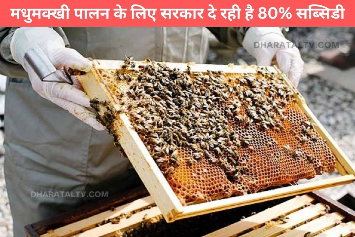 Government is giving 80% subsidy for beekeeping, know details
