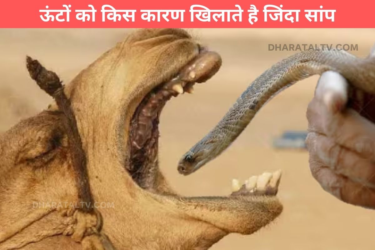 Why are live snakes fed to camels?