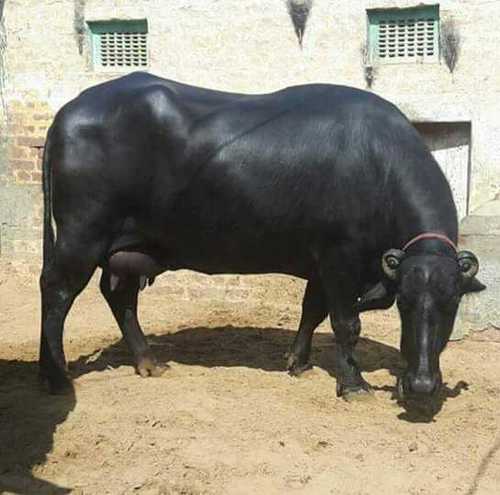 This breed of buffalo is no less than a boon for cattle farmers.