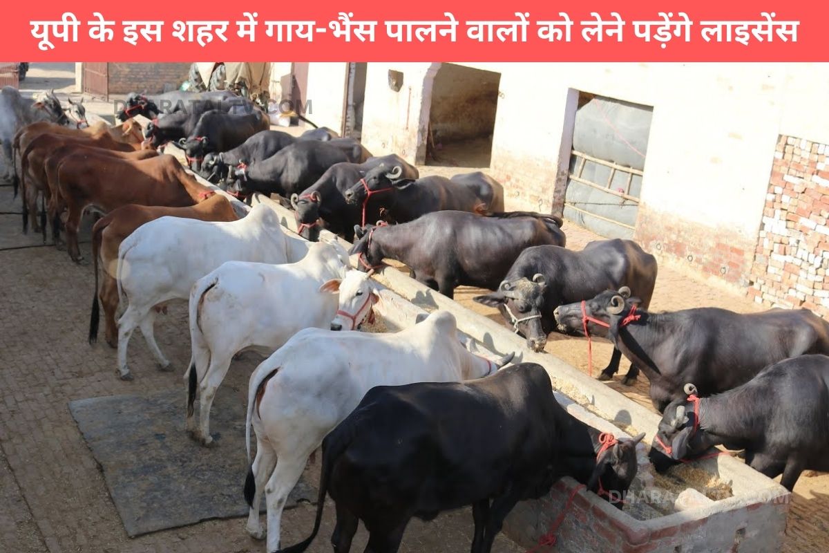 In this city of UP, those rearing cows and buffaloes will have to take license.