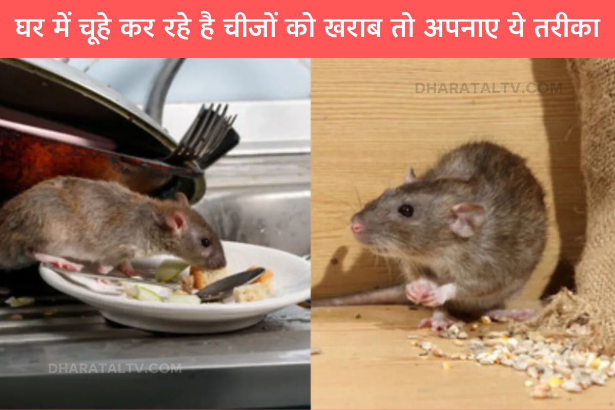 CHUHO KO BHAGANE KI TIPS