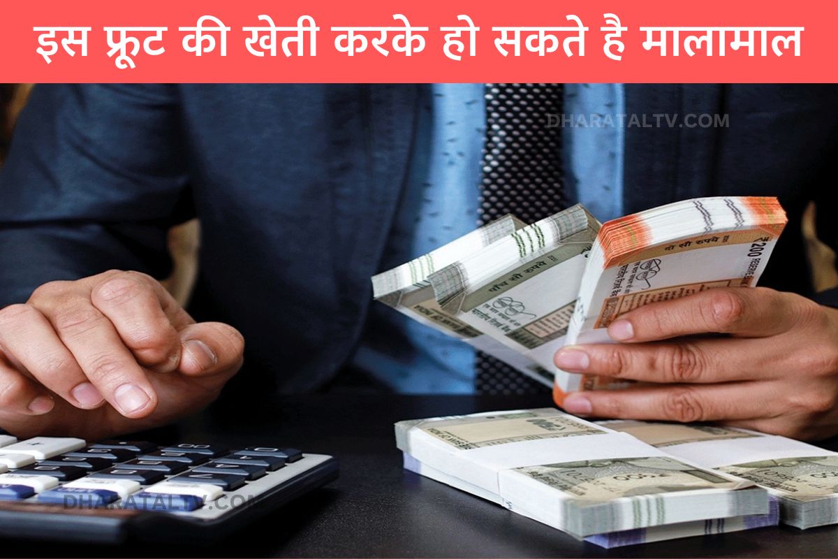 You can become rich by cultivating this fruit