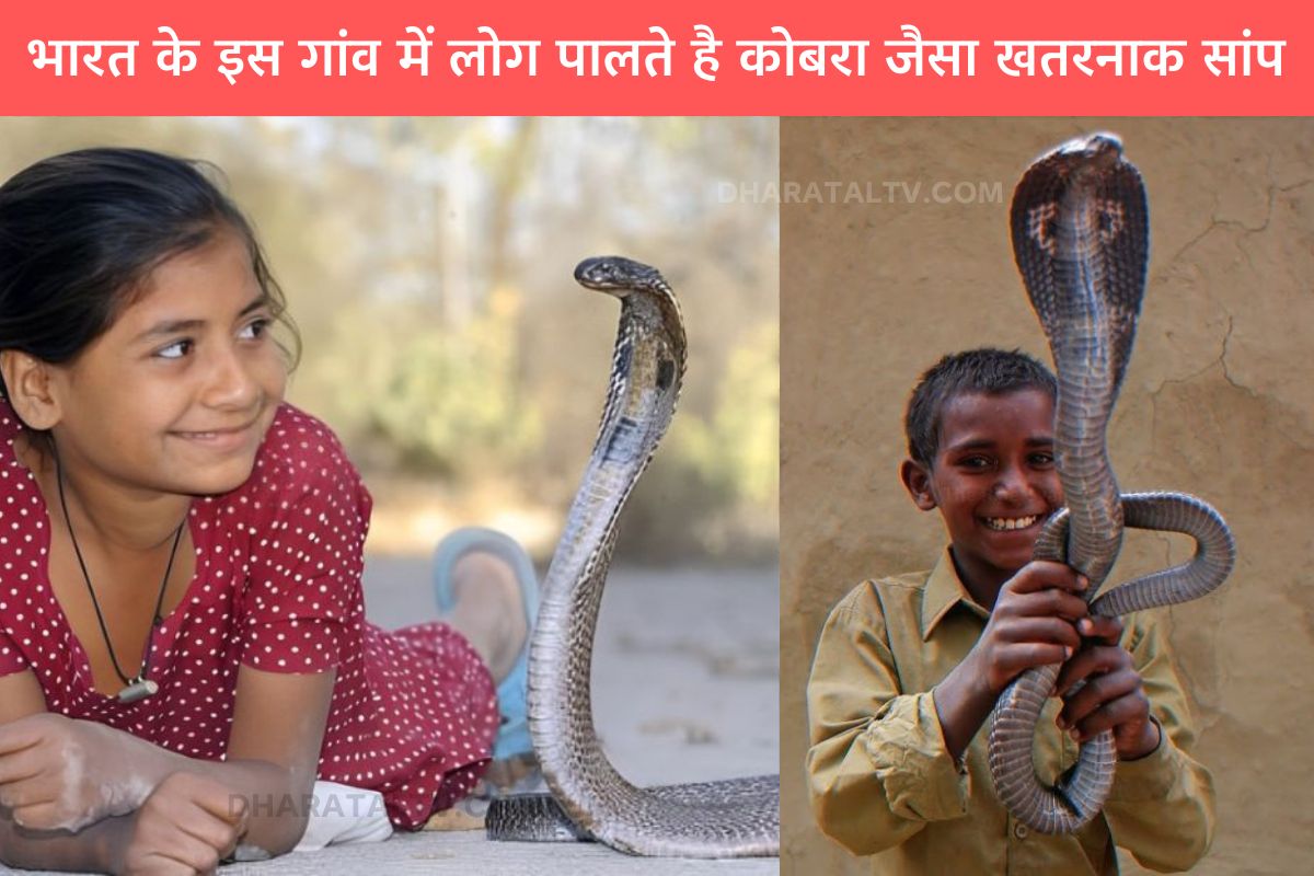 In this village of India, people keep dangerous snakes like cobra.
