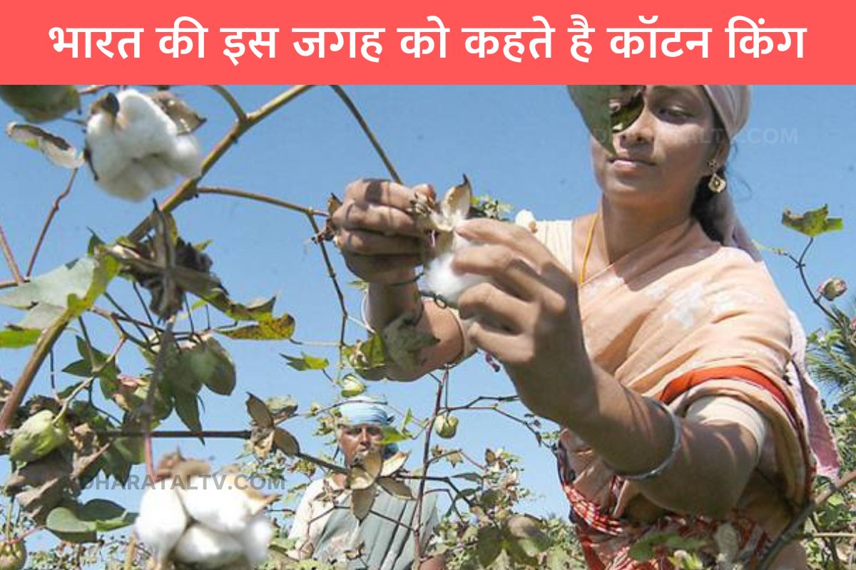 Cotton King of India