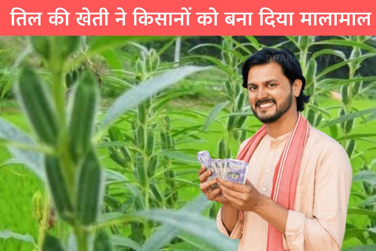 how to grow sesame plant at home