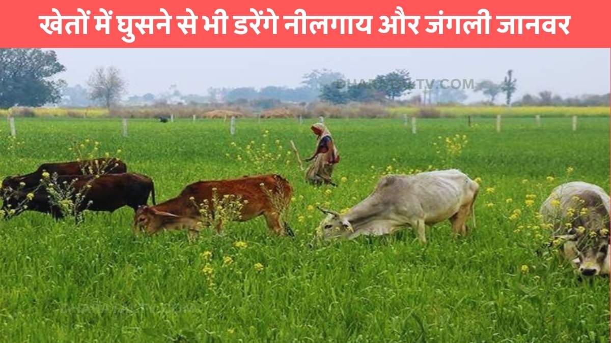 how to protect crops in nilgai