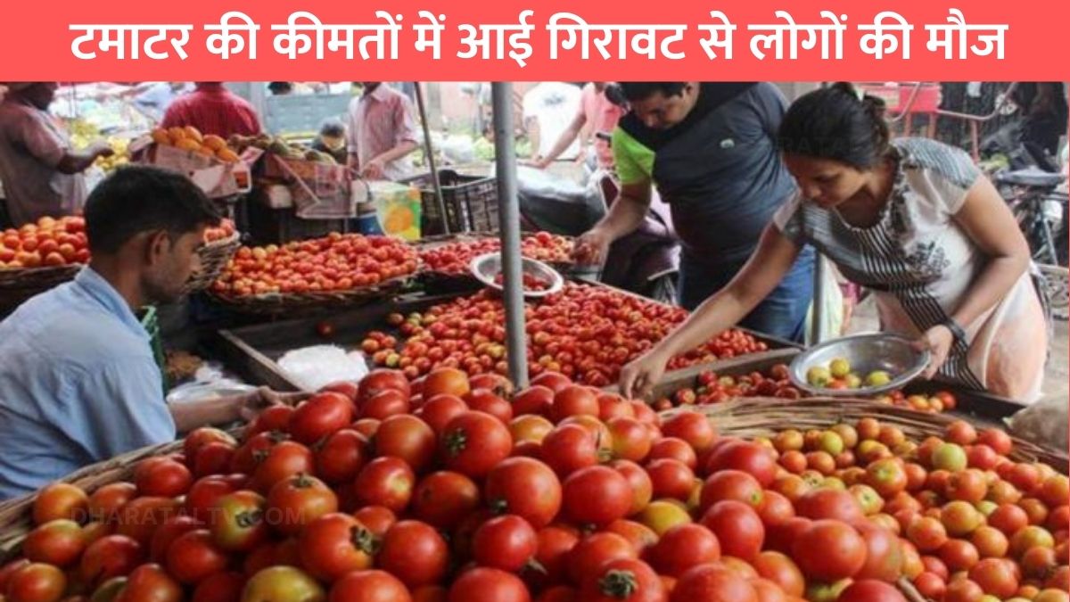 tomato price drop